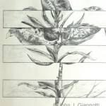 John J. Giannotti 
Parallax II 
Graphite 
20"  x  18.5"