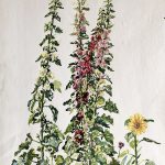 Hollygocks, Watercolor